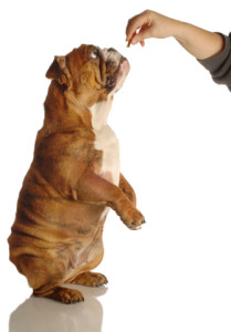 http://www.dreamstime.com/stock-photos-dog-begging-treat-image6796153